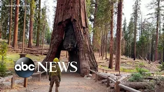 How climate change threatens sequoia trees