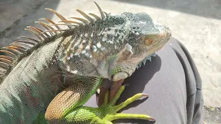 IGUANA CEPAT GANTI KULIT | SHEDDING.