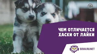 Чем отличается хаски от лайки? | Sova.live