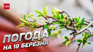 🌱 Погода на 19 березня: на Україну чекають сюрпризи!