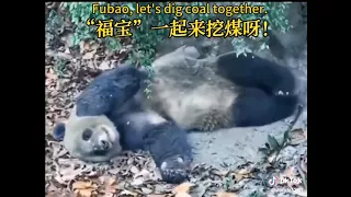 XIANG XIANG is waiting FUBAO they created MINE DIGGERS 🐼🤣🤣 #panda #pandabear