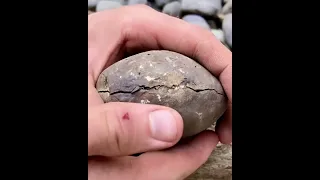 Crispy Fossil Was TRAPPED Inside Dinosaur Stone 🦕🥚 #shorts