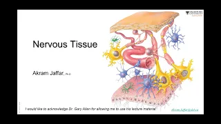 ANAT1010_13_Nervous tissue