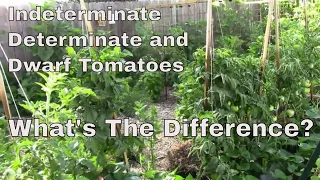 The Difference Between Indeterminate, Determinate, and Dwarf Tomatoes