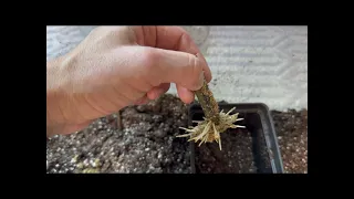 MAXIMIZE YOUR FIG CUTTINGS: Rooting Single Node Fig Cuttings, Part 1