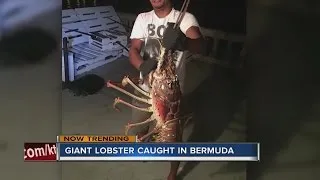 A giant lobster!