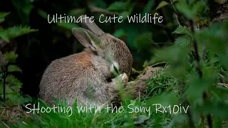 Sony Rx10iv and the Ultimate cute wildlife