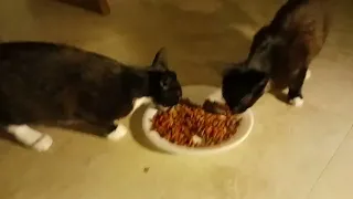 HOW TO FEED HUNGRY KITTENS