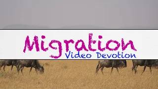 Constant migration! Is it scary that throughout the ages, people and animals are always on the move?