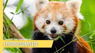 Impresionantes Imágenes de un Panda Rojo en las Profundidades del Himalaya | Episodio Completo