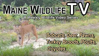 Bobcat/Deer/Fawn/Turkey Brood/Poult/Coyote/Rabbit/Raccoon/Trail Cam/Maine Wildlife Trail Video