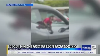 VIDEO:   Video of ‘Bama Monkey’ in Tuscaloosa goes viral