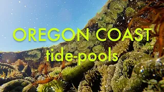 Exploring tide-pools at the Oregon Coast - Underwater