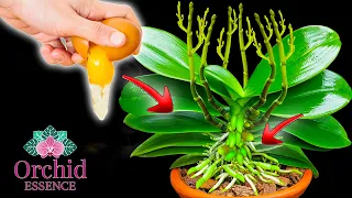 Only Eggs! Unexpectedly, The Entire Orchid Garden Bloomed Non stop For 3 Years | Orchid Essence