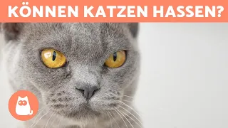 Hasst mich meine Katze? 😾 - 5 Anzeichen richtig verstehen