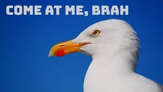 A Seagull caught eating a small bird on camera