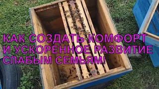 Как разогнать слабые семьи после зимовки правильный весенний старт ☝️☀️🐝