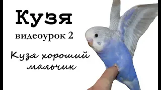 ♫ Учим попугая по имени Кузя говорить, видеоурок 2: "Кузя хороший мальчик"