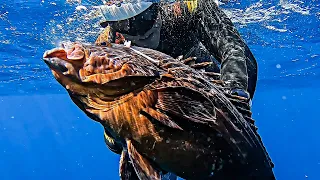 WORLD RECORD Fish🌎Spearfishing Dusky Grouper🔱