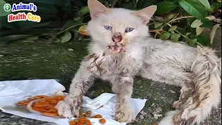 Desperately waiting for help! Poor cat tearfully gave up, waiting for ending