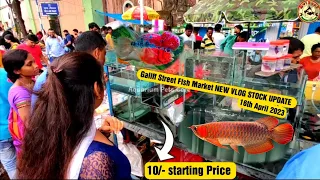 Recent Aquarium Fish Price Update | Galiff street Fish Market | Galiff Street new video 16 Apr 2023