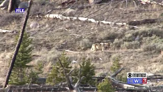 3 Yellowstone wolves killed in Montana during first week of Montana’s hunting season