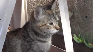 Cat's Reaction To Fart