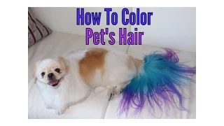 How to color dye your dog