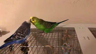 Kiwi and Pixel take turns talking to each other atop the cage (4K video, 60 fps)