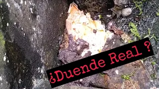 Avistamiento de Duende Real en Tlapacoyan México/ Mano de Duende Real