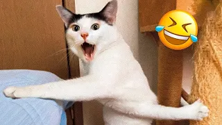 Funniest Animals 😄 New Funny Cats and Dogs Videos 😹🐶 Part 34