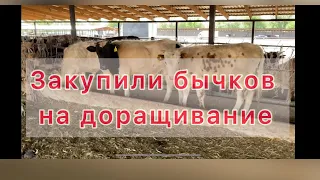 Откорм бычков . Бычки на вольном содержание. Закупили бычков на доращивание