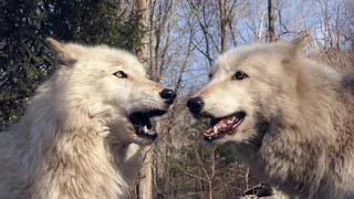 When Wolves Sing Like Whales