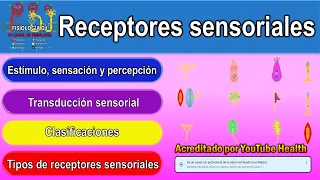 Receptores sensoriales del sistema nervioso | Receptores sensitivos clasificación