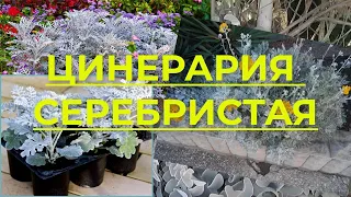 Цинерария серебристая. Краткая информация, как размножить цинерарию