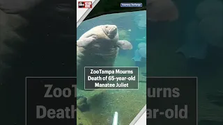 ZooTampa mourns death of 65-year-old manatee Juliet