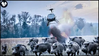 How American Hunters And Farmers Deal With Millions Of Wild Boars By Helicopters | Invasive Species
