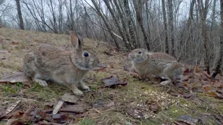 Two Cottontails eat separately in the yard