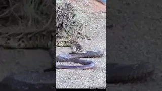 Snake bite Cobra vs Puff Adder