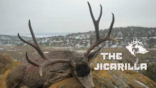 Jicarilla Mule Deer