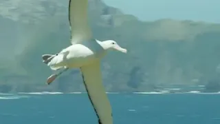 альбатрос