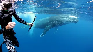 Swim with Humpback Whales in Tonga!