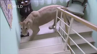 Lwica zaatakowała człowieka dla zabawy! [Zwierzaki w amoku]