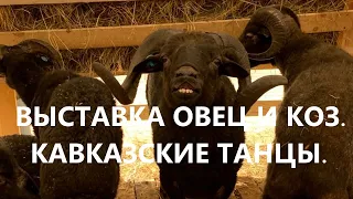 XXI Выставка племенных овец и коз. Кавказские танцы изумили нас!