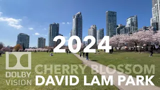 2024 Cherry Blossom - David Lam Park, Vancouver, BC Mar 24, 2024 [4K BIKE VIEW]