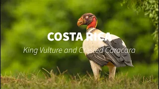 Vulture hides   Costa Rica