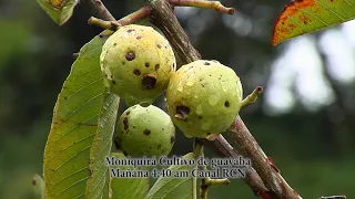 Invitación Moniquirá cultivo de guayaba