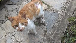 Cat asking for help