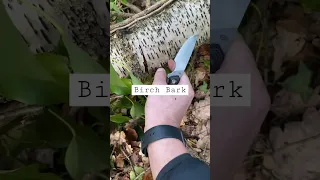 How Harvest Birch Bark 👌#Bushcraft #BirchBark#OutDoors