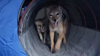 A jackal and a sand Fox play in their new pop-up tent!